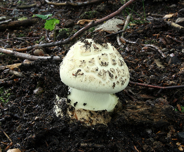 muchotrávka citrónovožltá Amanita citrina Pers.