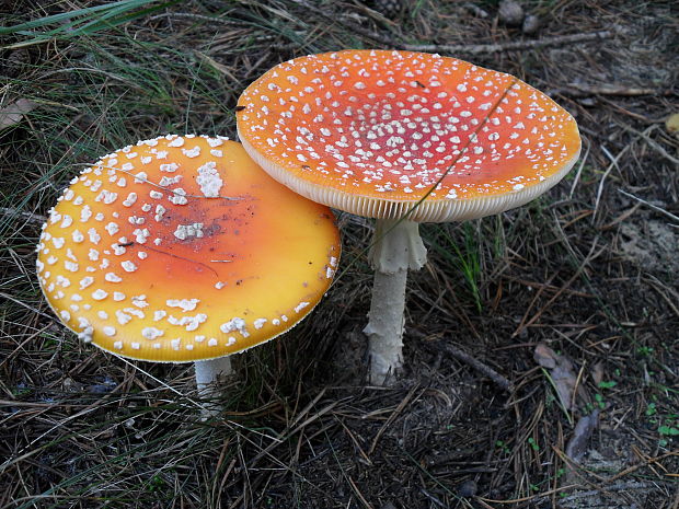 muchotrávka červená Amanita muscaria (L.) Lam.