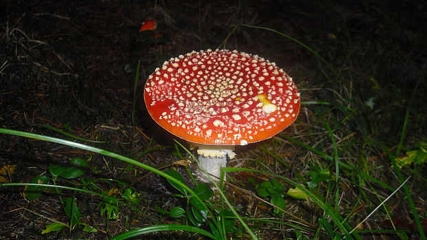 muchotrávka červená Amanita muscaria (L.) Lam.