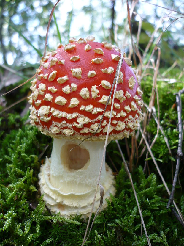 muchotrávka červená Amanita muscaria (L.) Lam.