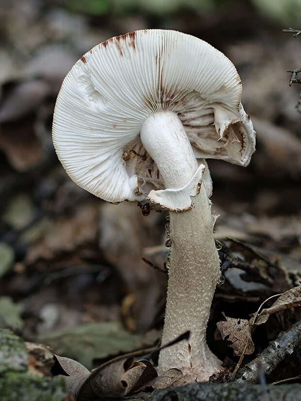 muchotrávka červenkastá Amanita rubescens Pers.