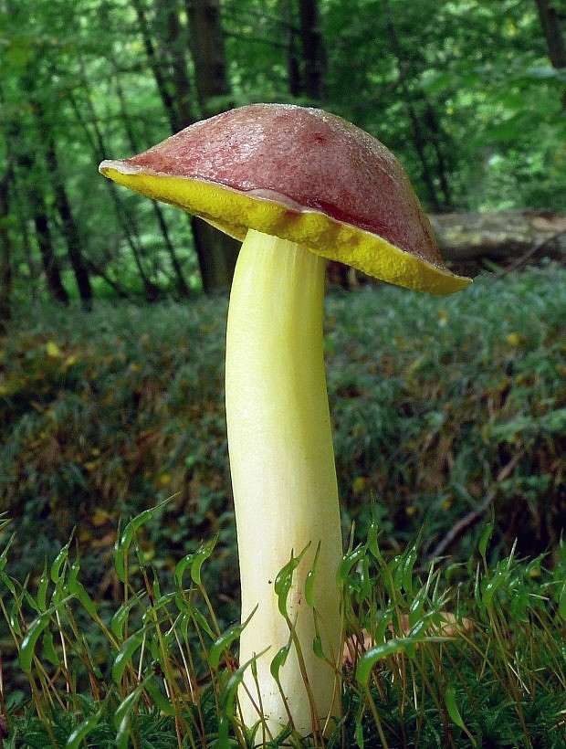 zlatohríb úhľadný Aureoboletus gentilis (Quél.) Pouzar