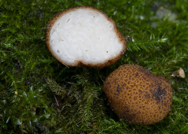 smradľavka krehká Balsamia platyspora