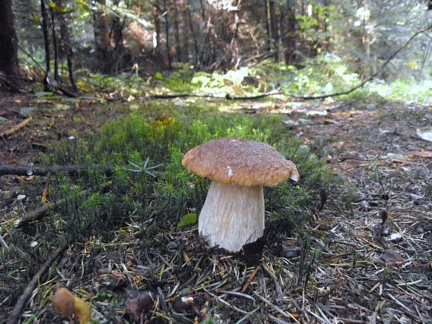 hríb smrekový Boletus edulis Bull.