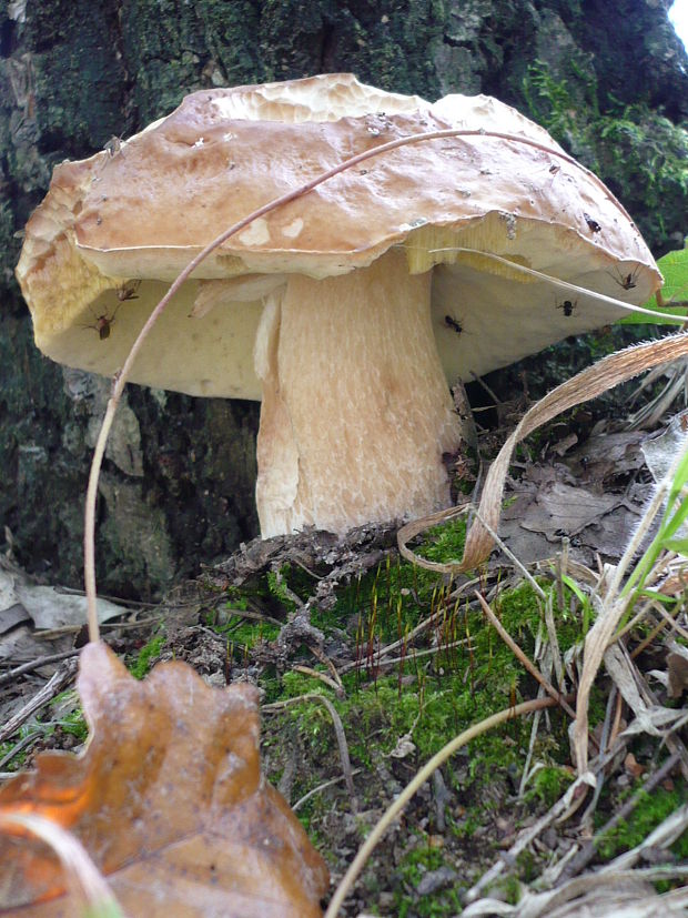 hríb smrekový Boletus edulis Bull.