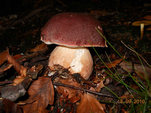 hríb sosnový Boletus pinophilus Pil. et Dermek in Pil.