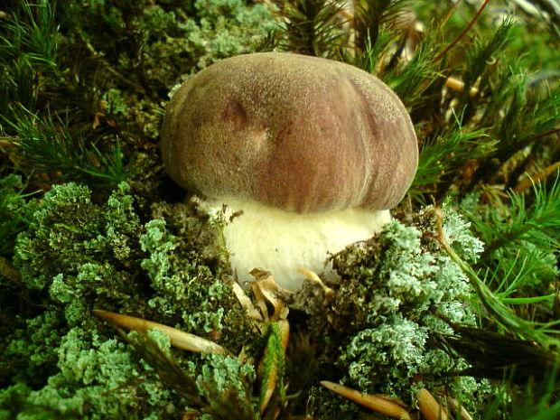 hríb sosnový Boletus pinophilus Pil. et Dermek in Pil.