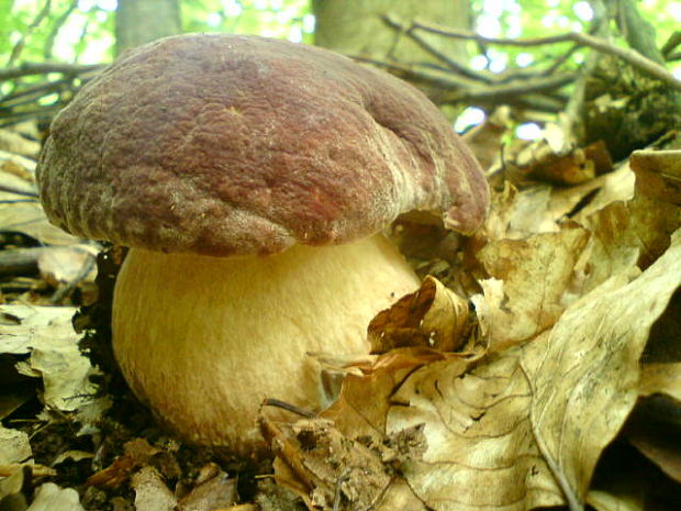 hríb sosnový Boletus pinophilus Pil. et Dermek in Pil.