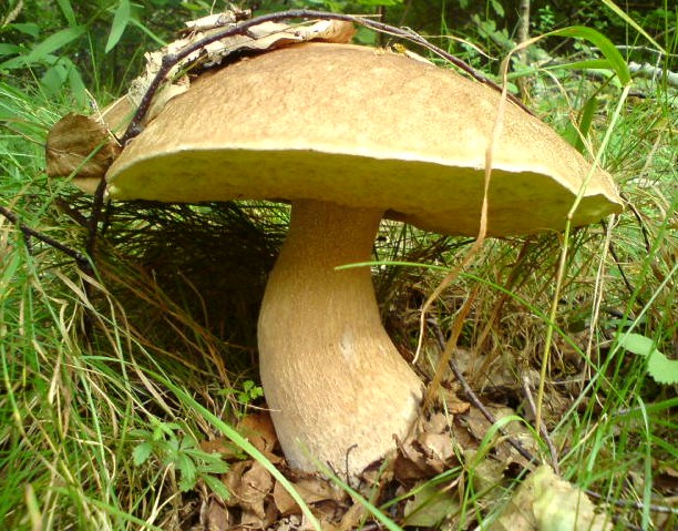 hríb dubový Boletus reticulatus Schaeff.