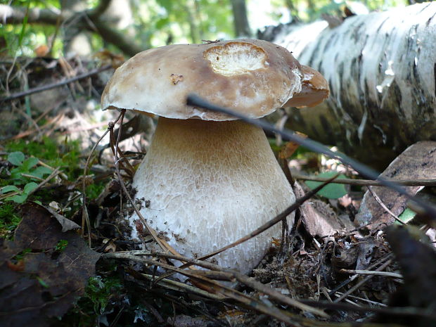 hríb dubový Boletus reticulatus Schaeff.