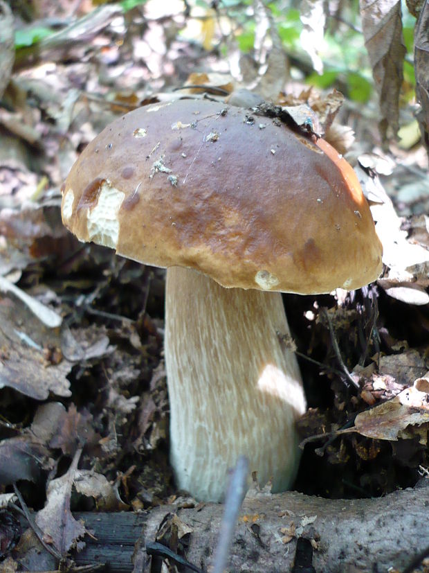 hríb dubový Boletus reticulatus Schaeff.