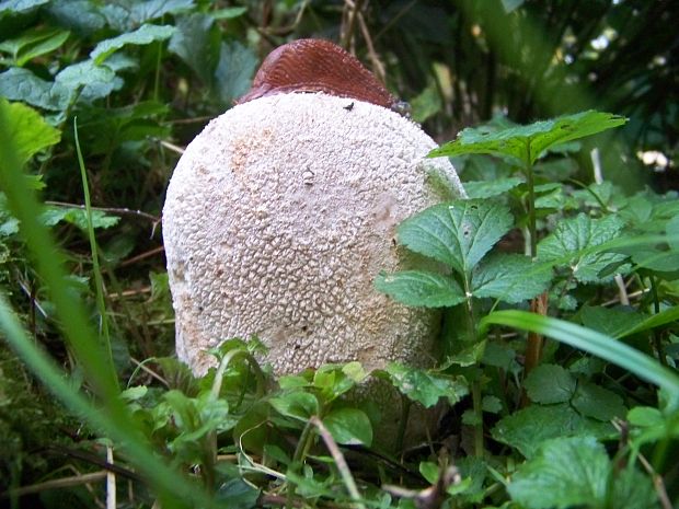 vatovec obrovský Calvatia gigantea (Batsch) Lloyd