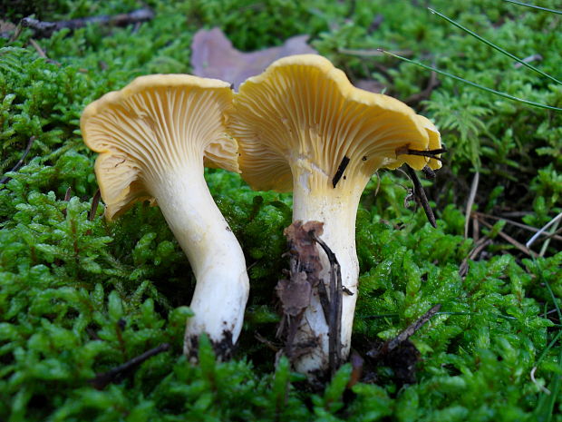 kuriatko jedlé Cantharellus cibarius Fr.