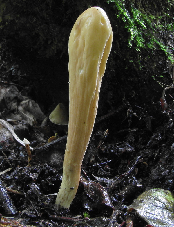 kyjak citrónovožltý? Clavariadelphus flavoimmaturus?