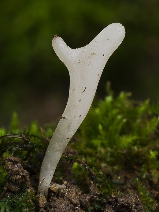 pakonárovka ? Clavulinopsis sp.