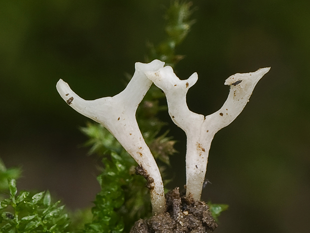 pakonárovka ? Clavulinopsis sp.