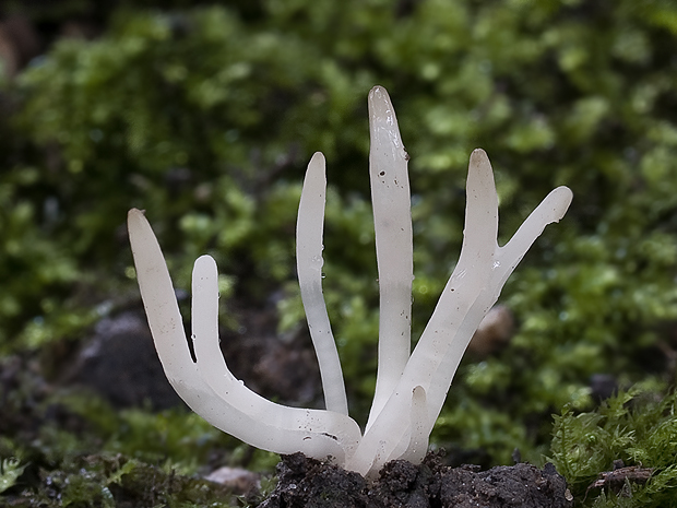 pakonárovka ? Clavulinopsis sp.