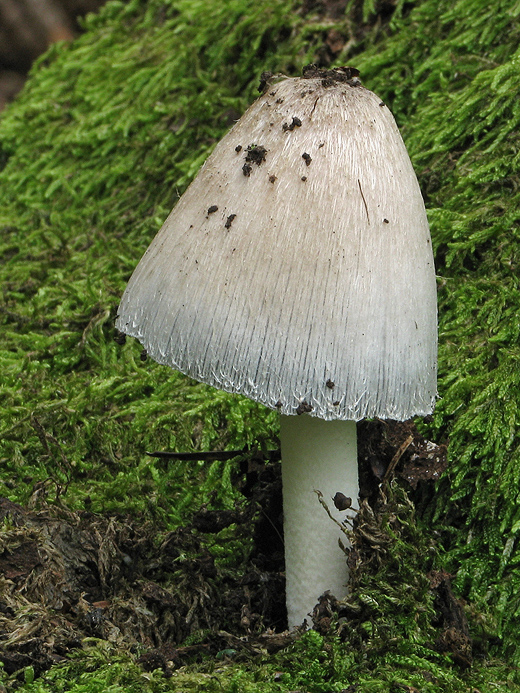 hnojník nápadný Coprinopsis insignis  (Peck) Redhead, Vilgalys & Moncalvo