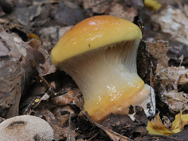 pavučinovec Cortinarius sp.