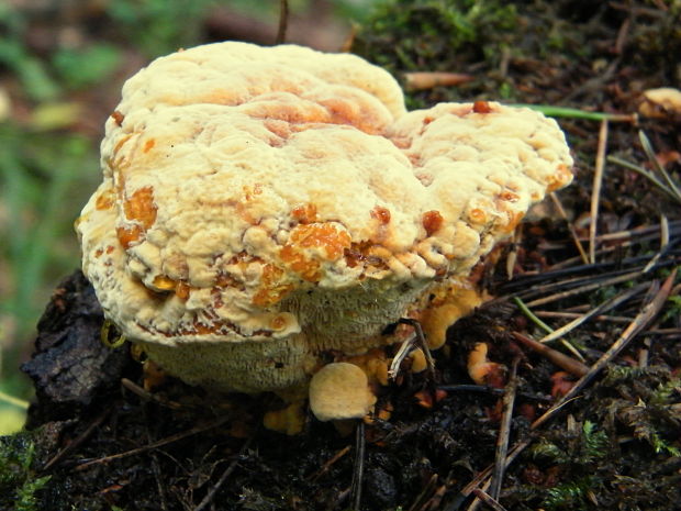 trámovka anízová Gloeophyllum odoratum (Wulfen) Imazeki