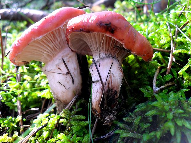 sliziak ružový Gomphidius roseus (Fr.) Oudem.