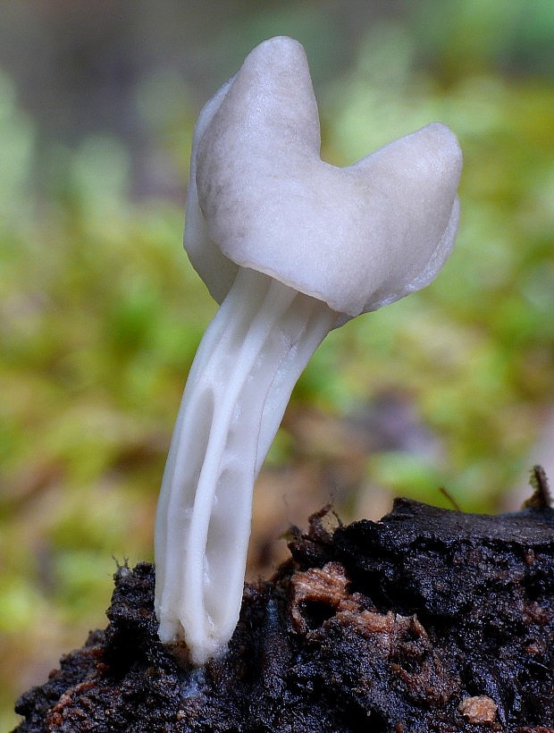 chriapač jamkatý Helvella lacunosa Afzel.