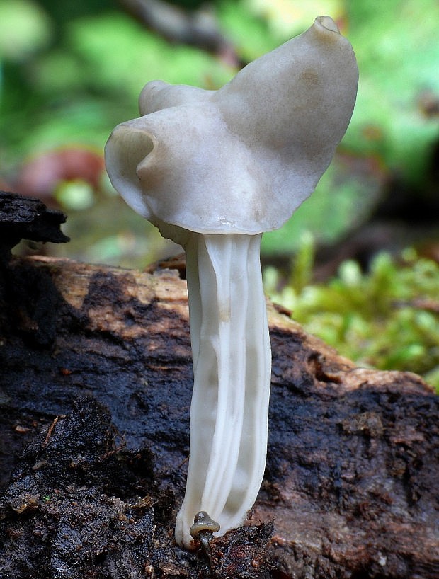 chriapač jamkatý Helvella lacunosa Afzel.