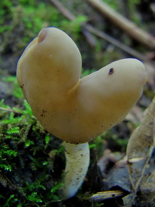 chriapač Helvella sp.