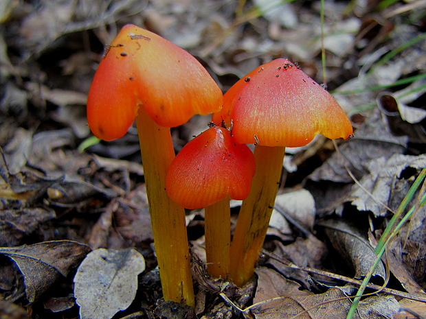 lúčnica kužeľovitá Hygrocybe conica (Schaeff.) P. Kumm.