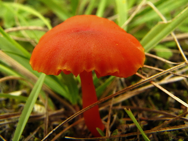 lúčnica Hygrocybe sp.