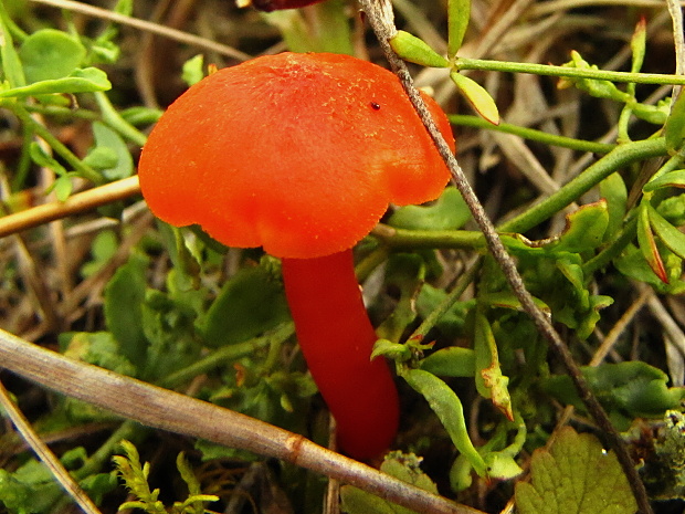 lúčnica Hygrocybe sp.