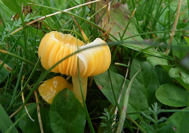 lúčnica Hygrocybe sp.