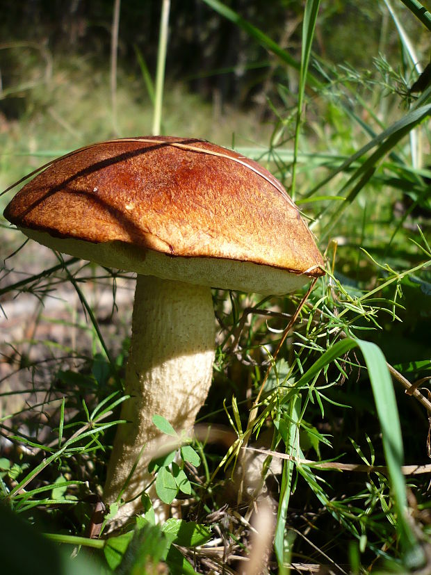 kozák osikový Leccinum albostipitatum den Bakker & Noordel.