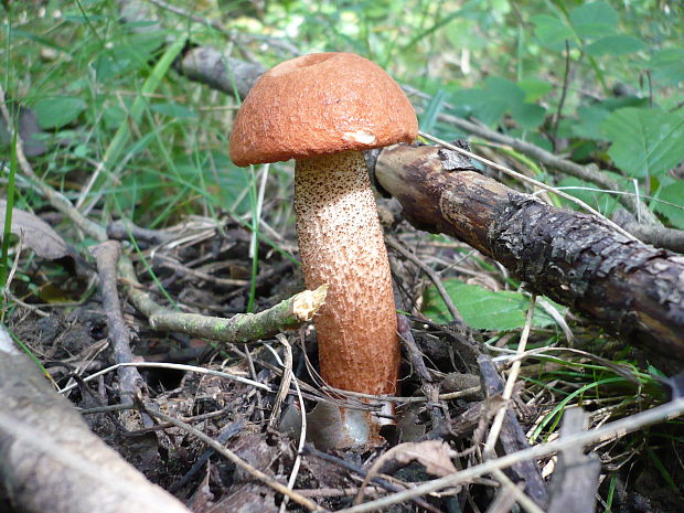 kozák dubový Leccinum aurantiacum (Bull.) Gray