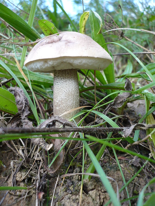 kozák topoľový Leccinum duriusculum (Schulzer ex Kalchbr.) Singer