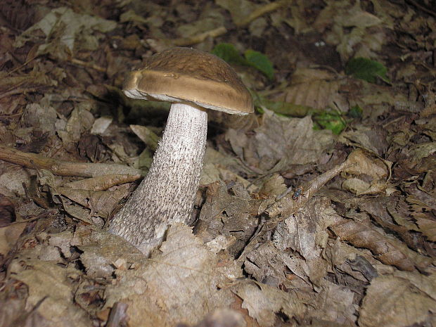 kozák hrabový Leccinum pseudoscabrum (Kallenb.) Šutara