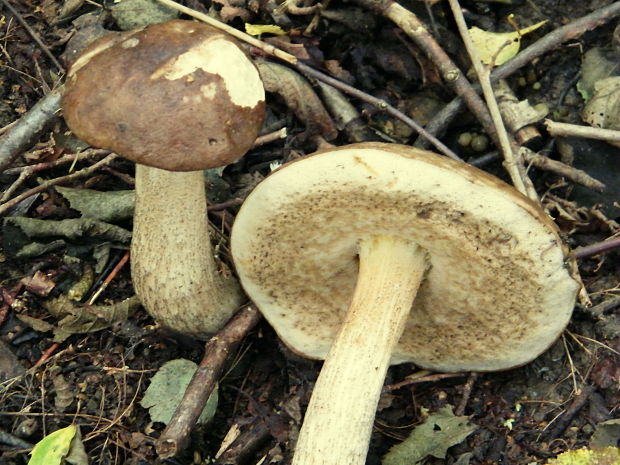 kozák brezový Leccinum scabrum (Bull.) Gray