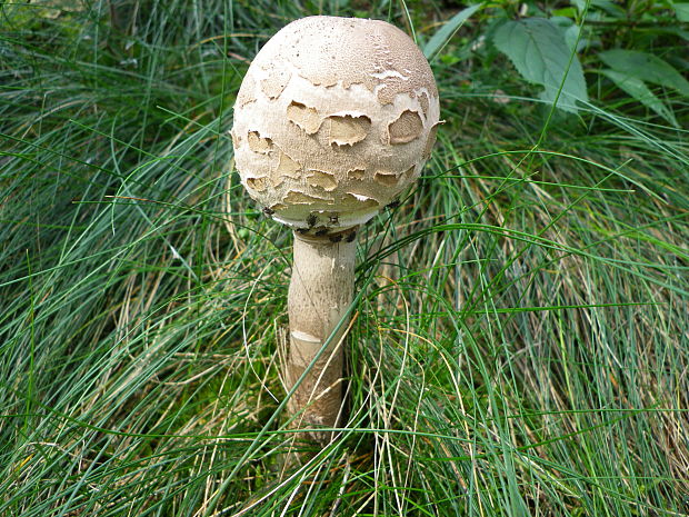 bedľa vysoká Macrolepiota procera (Scop.) Singer