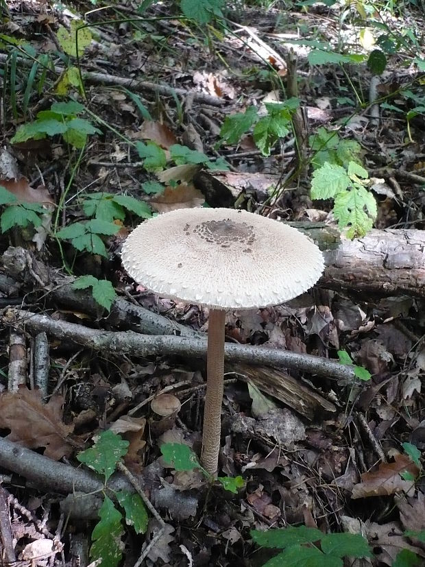 bedľa vysoká Macrolepiota procera (Scop.) Singer