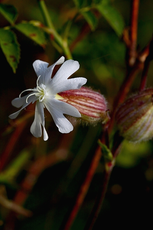 silenka biela pravá Silene latifolia subsp. alba (Mill.) Greuter et Burdet
