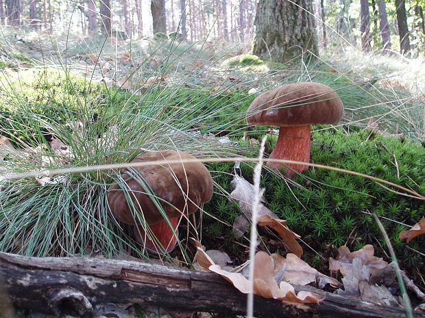 hríb zrnitohlúbikový Sutorius luridiformis (Rostk.) G. Wu & Zhu L. Yang