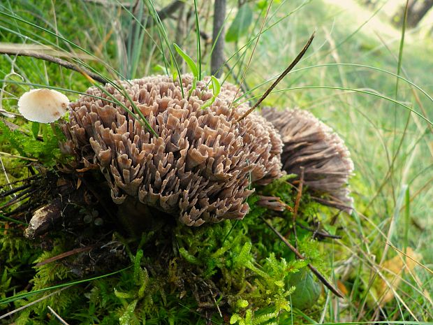 plesňovka smradľavá Thelephora palmata (Scop.) Fr.