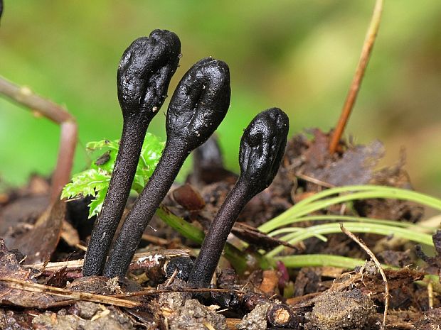 pajazýček chlpatý Trichoglossum hirsutum (Pers.) Boud.