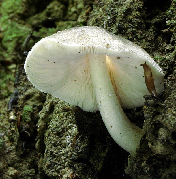 pošvovec menší Volvariella caesiotincta P.D. Orton