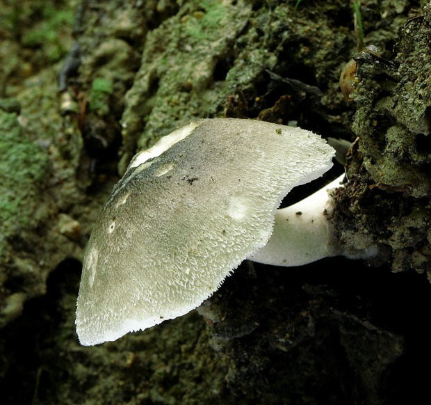 pošvovec menší Volvariella caesiotincta P.D. Orton