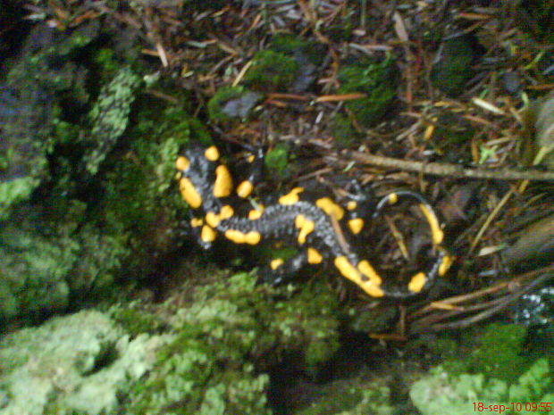 salamandra škvrnitá