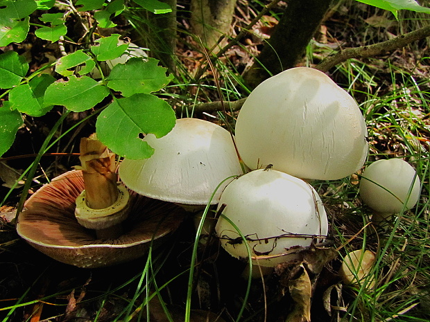 pečiarka Agaricus sp.