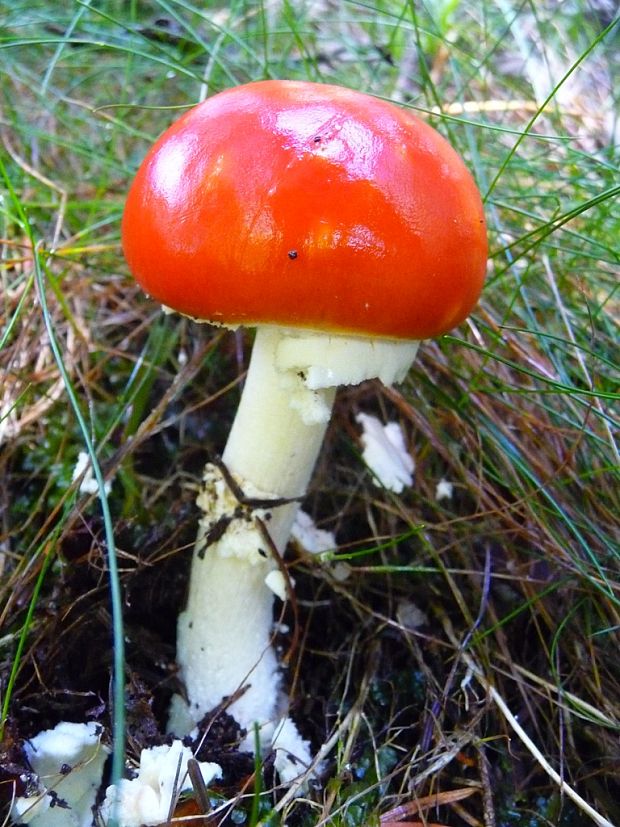 muchotrávka červená holá Amanita muscaria var. aureola (Kalchbr.) Quél.