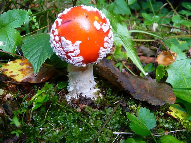 muchotrávka červená Amanita muscaria (L.) Lam.