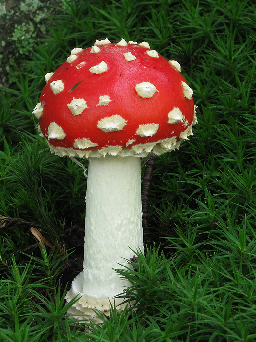 muchotrávka červená Amanita muscaria (L.) Lam.